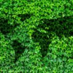 Image of Corporate Social Responsibility (CSR): Unilever and palm tree plantations in Malaysia and Indonesia